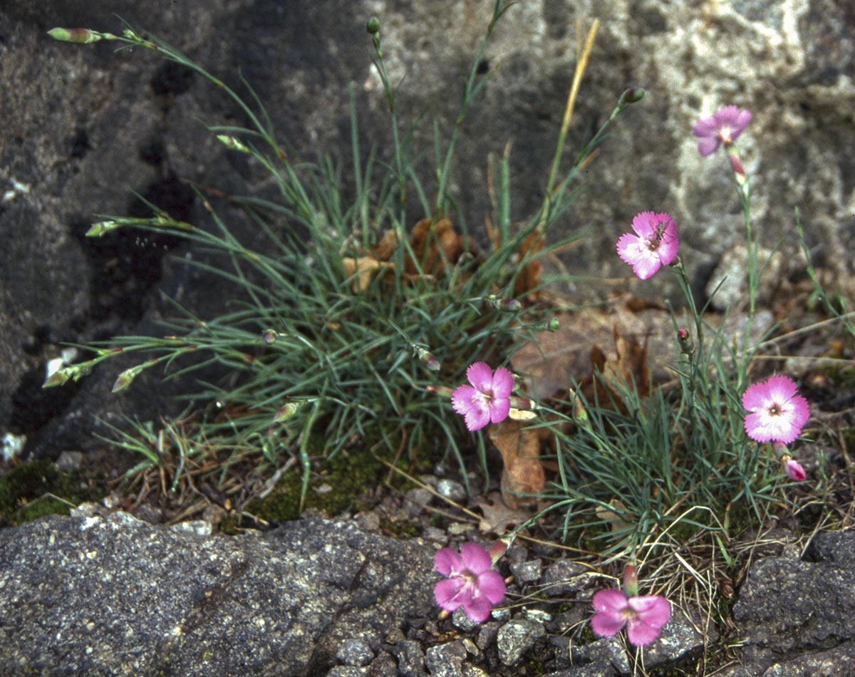 Habitus Südtirol